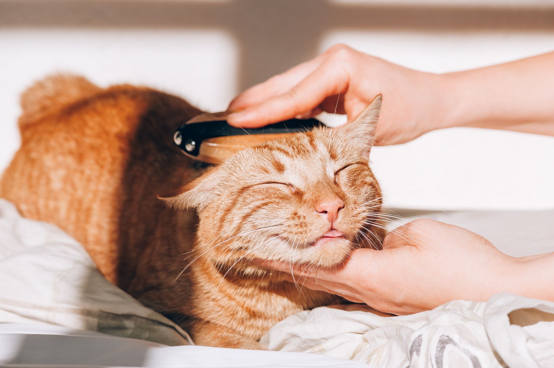 mobile pet spa