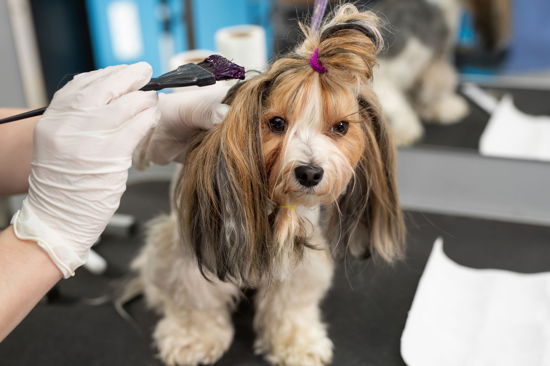 dog grooming for different breeds