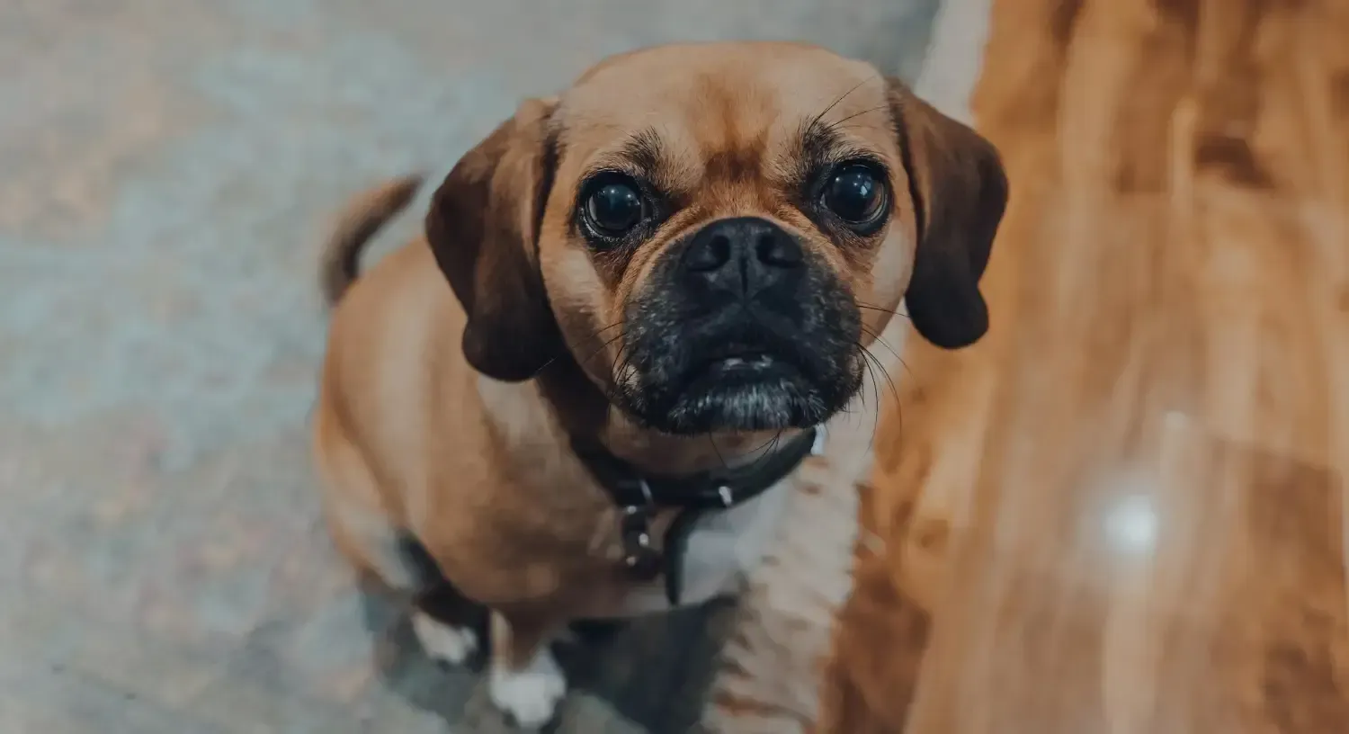 Pug