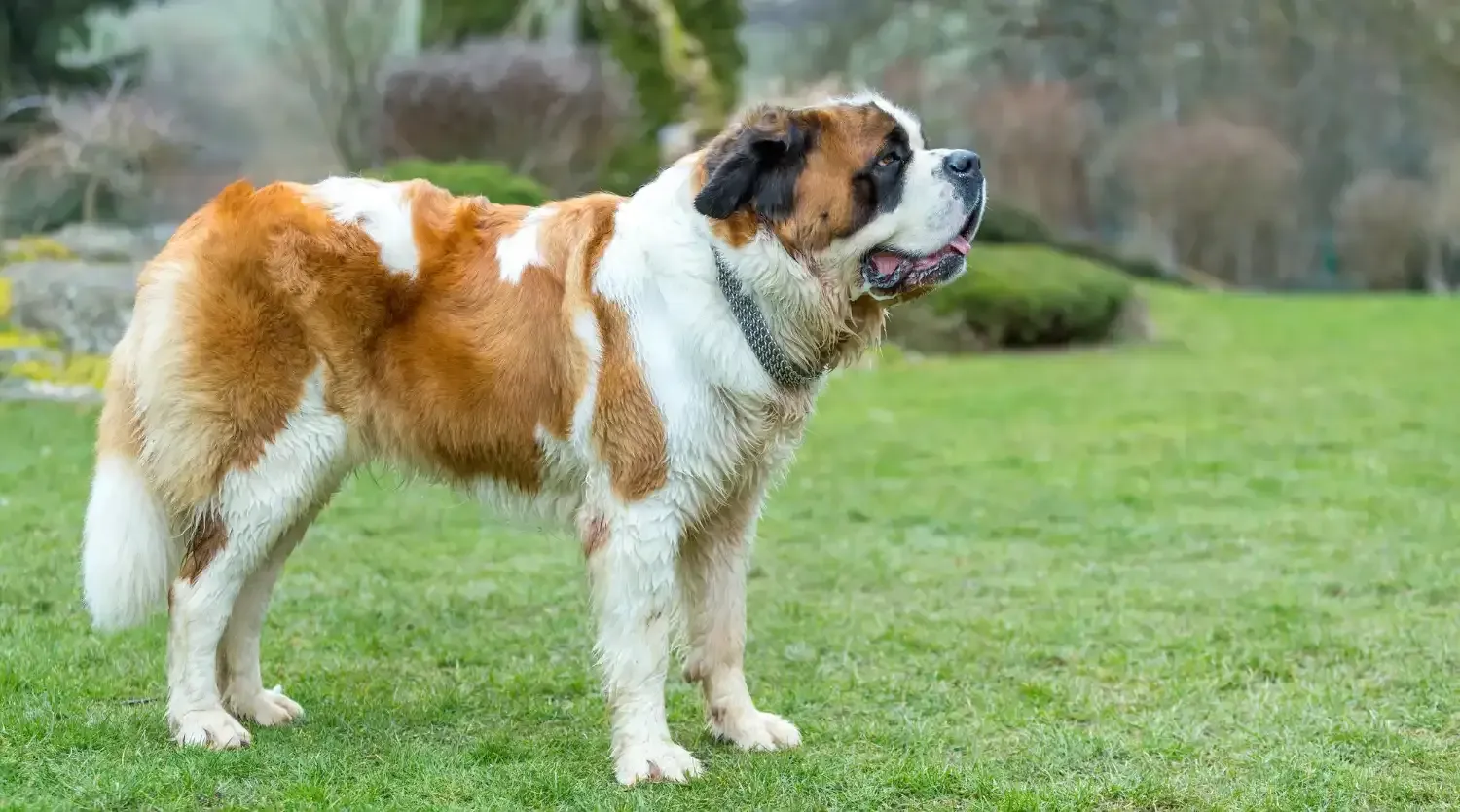 Saint Bernard