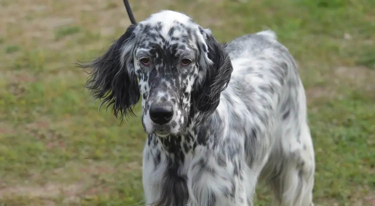 Saluki