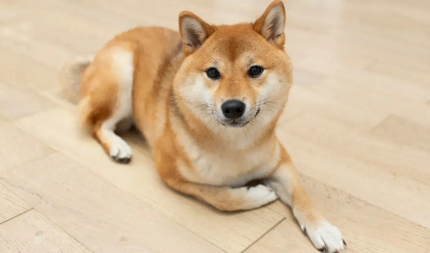 Shiba Inu