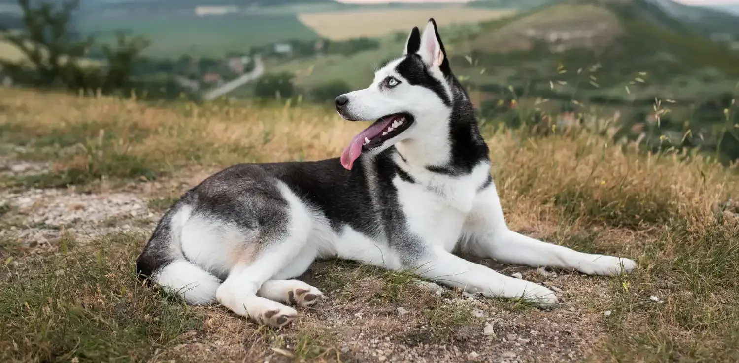 Siberian Husky