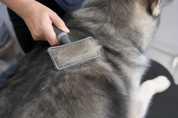 Hand brushing a gray-and-black husky’s back with a grooming tool