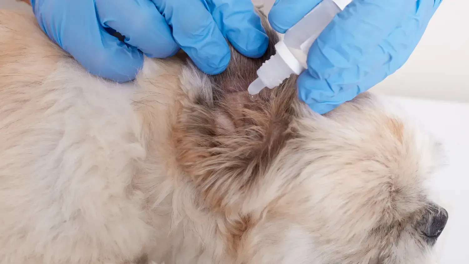 pet hair loss grooming