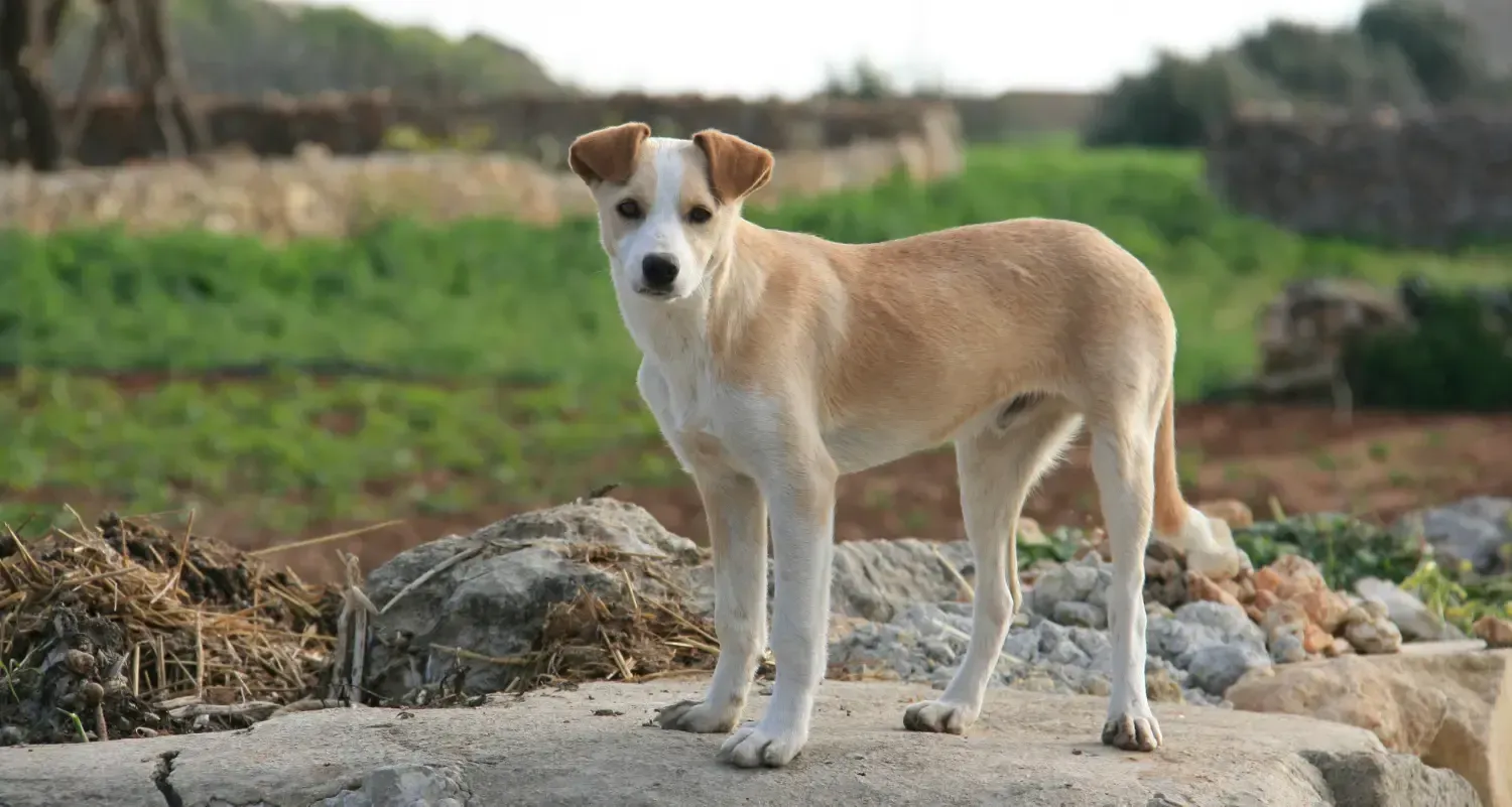 Whippet