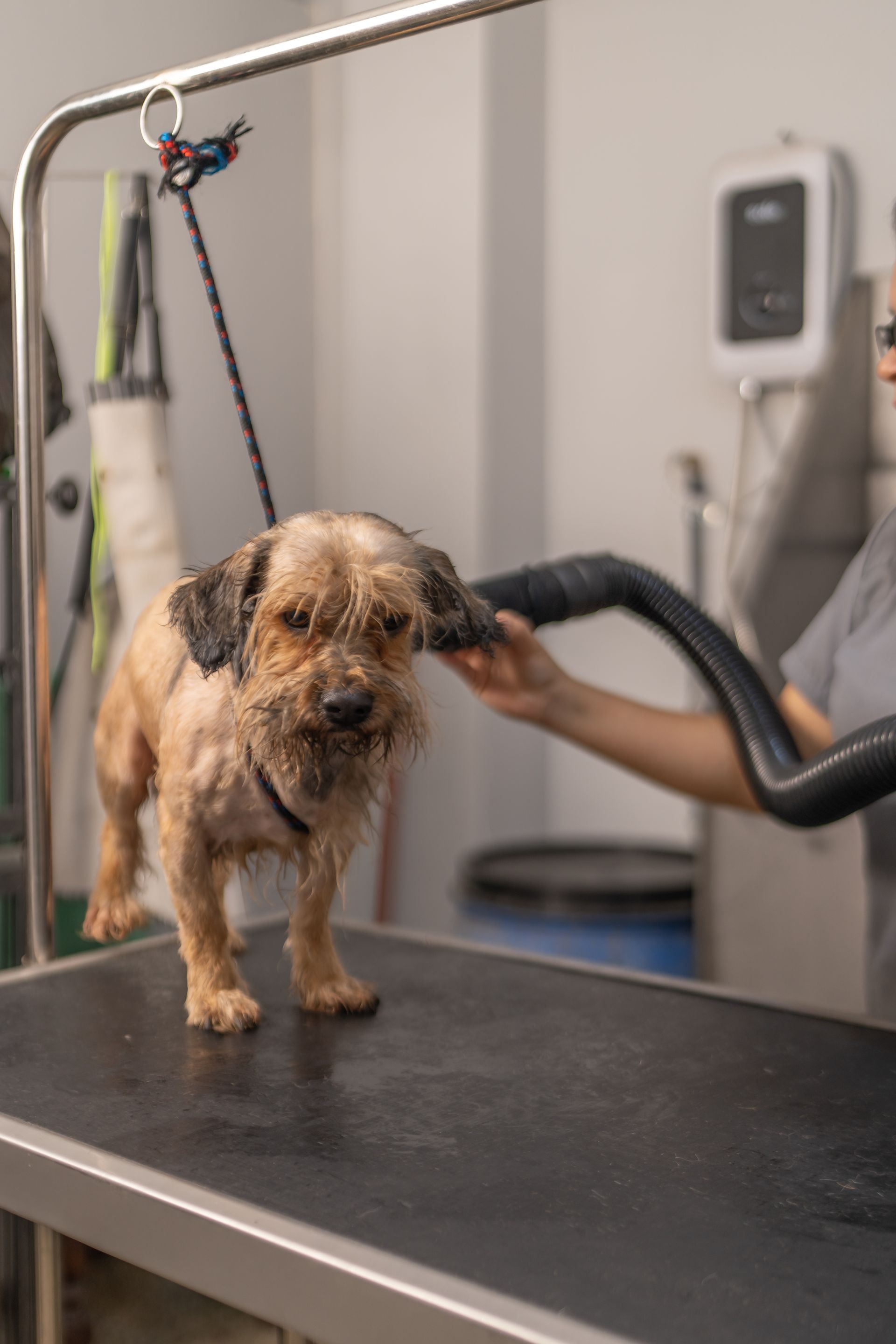 coat care for dogs