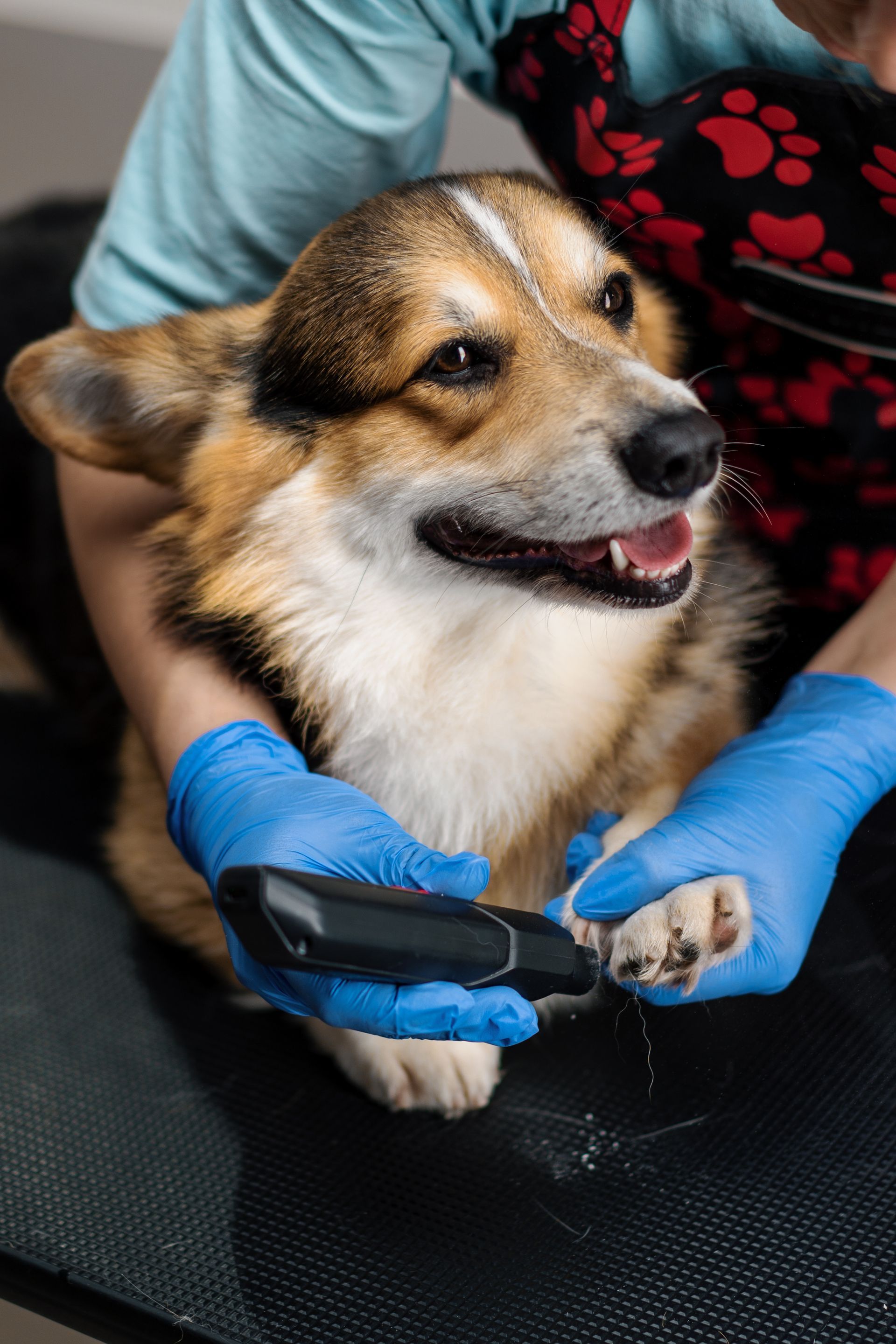 dog nail clipping service