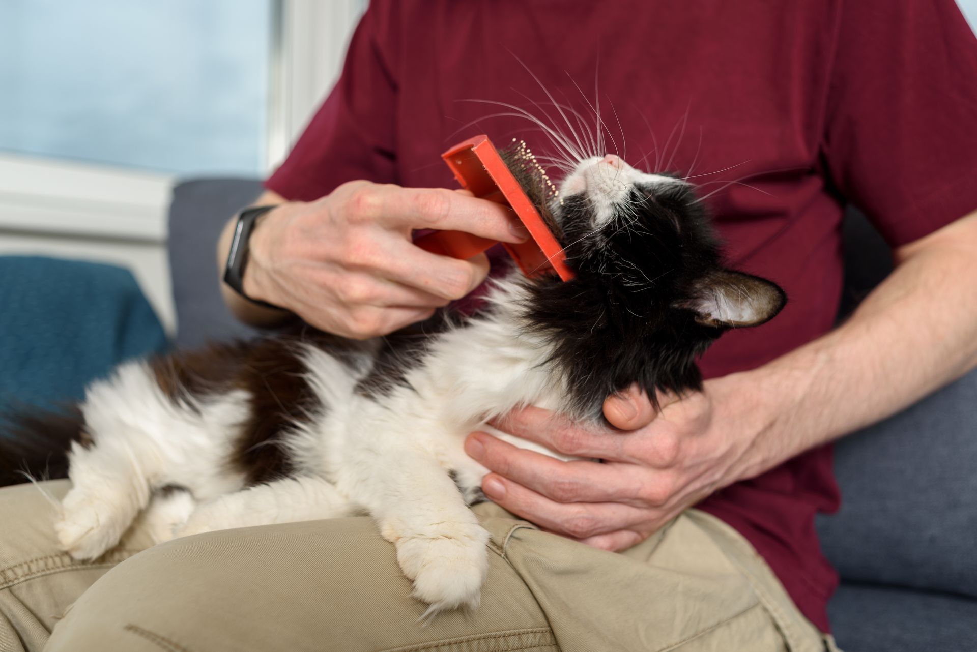 in-home cat grooming