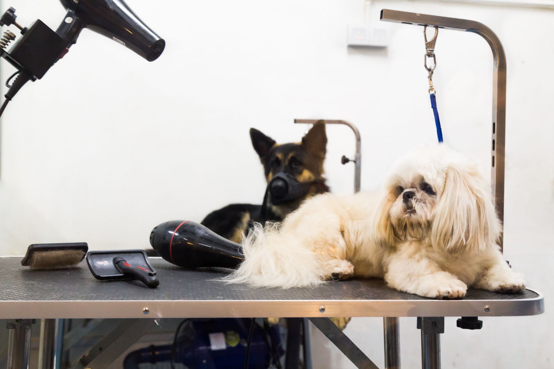 professional dog groomer tools