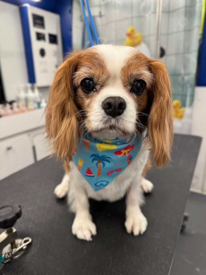 Cavalier King Charles Spaniel with long ear feathering