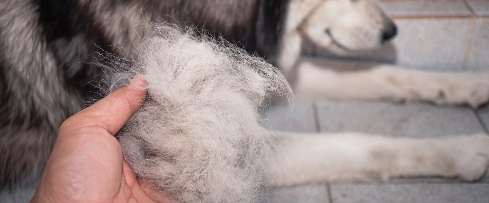 how to stop dog shedding