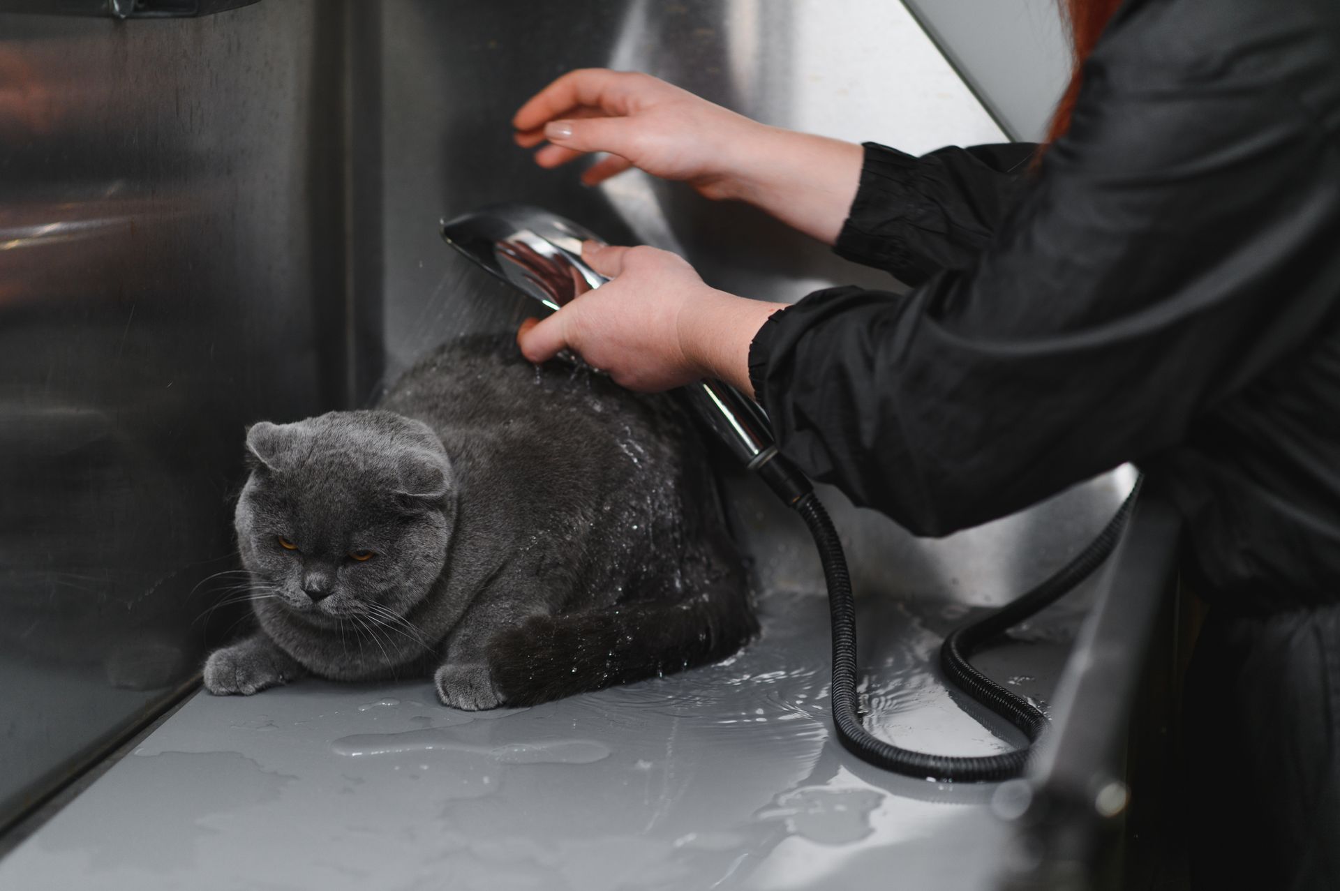 mobile grooming for dogs and cats