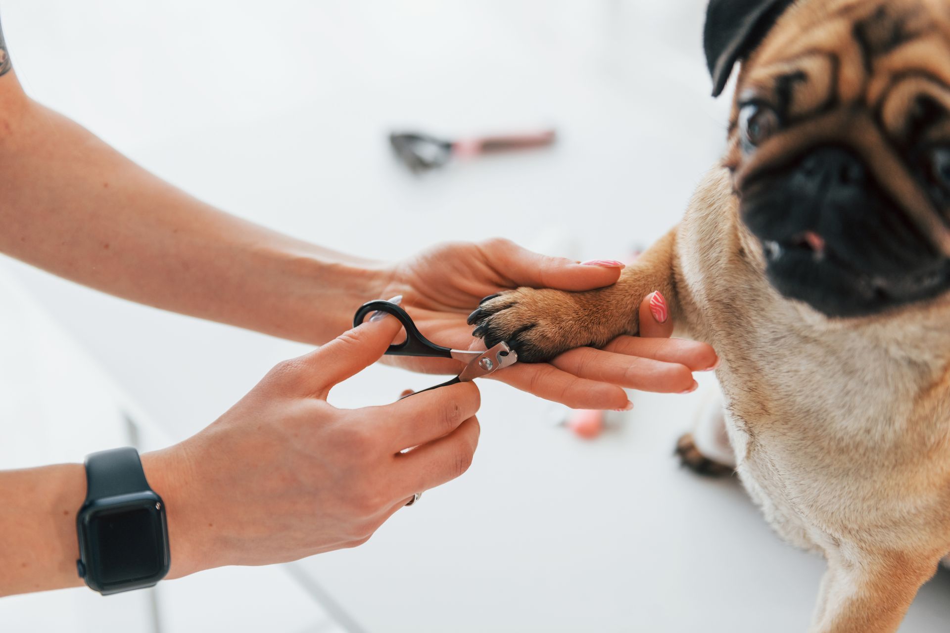 mobile pet nail trimming