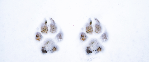 protect dog paws in winter
