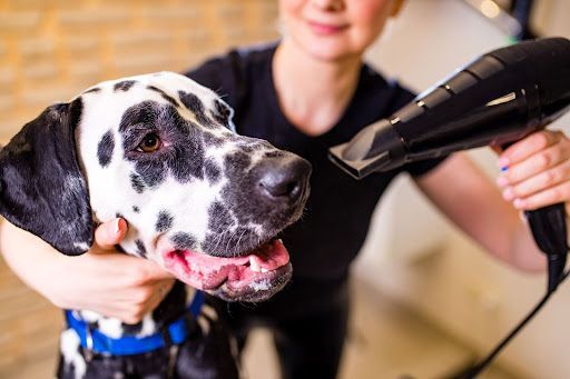 Small dog receiving a gentle shampoo massage during a mobile pet spa treatment.