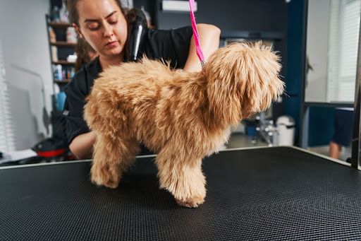 Relaxed dog resting inside a climate-controlled mobile grooming van after grooming.
