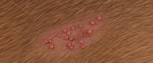 flea symptoms in dogs and signs of dog fleas
