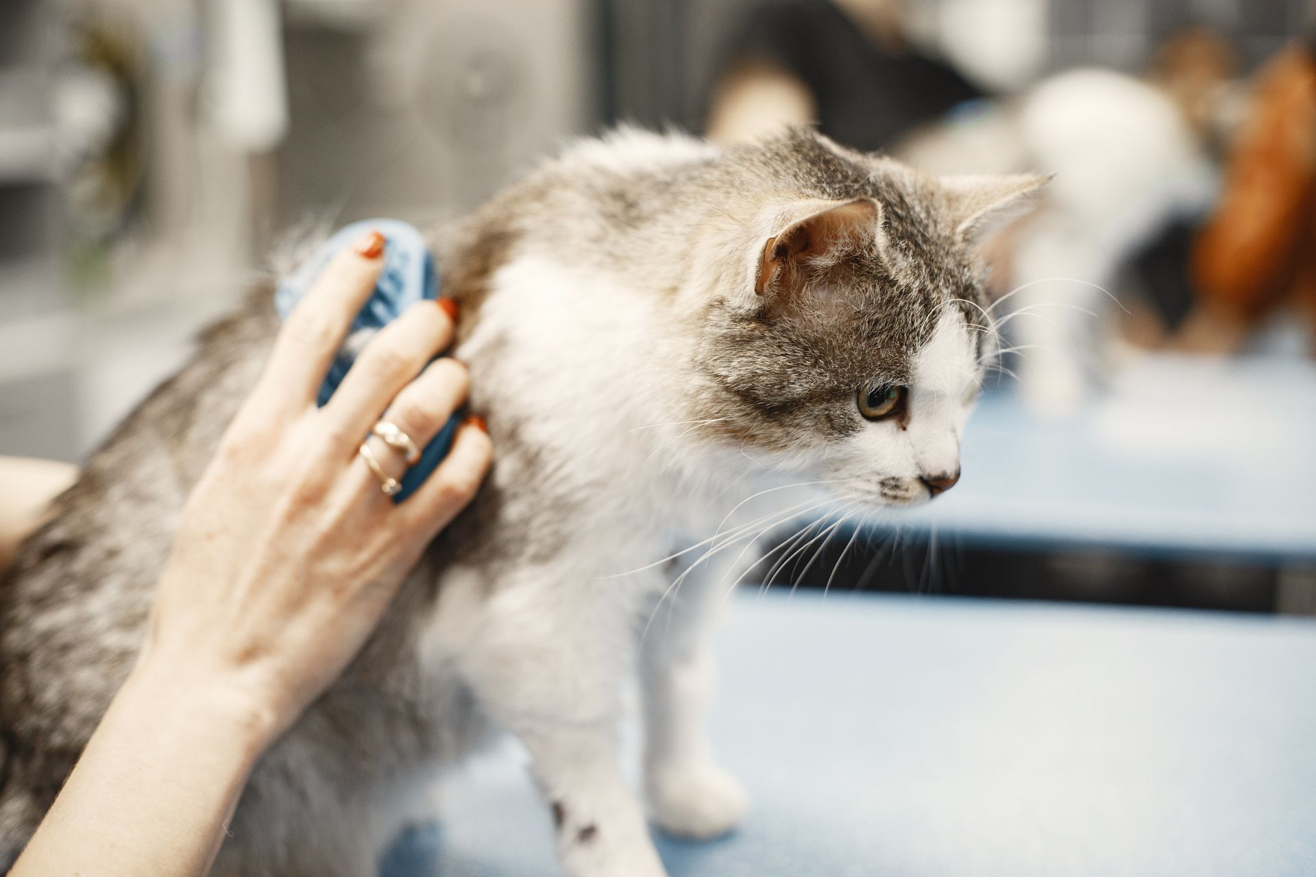 benefits of mobile cat grooming