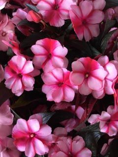 Beautiful Pink Flowers — Highland, IN — Allen Landscape in Highland, LLC