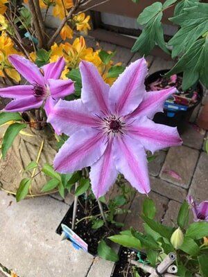 Big Violet Flower — Highland, IN — Allen Landscape in Highland, LLC