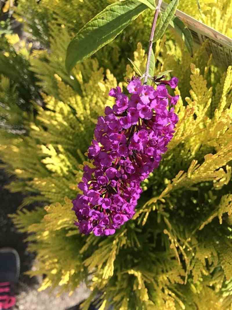 Big Violet Flowers in Garden — Highland, IN — Allen Landscape in Highland, LLC