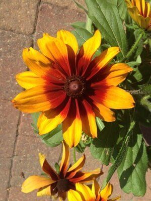 Big Yellow Flower — Highland, IN — Allen Landscape in Highland, LLC