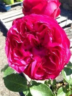 Dark Pink Flower — Highland, IN — Allen Landscape in Highland, LLC