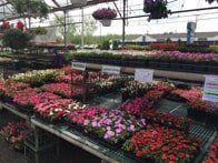 Greenhouse Fill of Plants — Highland, IN — Allen Landscape in Highland, LLC