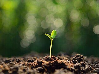 Growing Plant — Highland, IN — Allen Landscape in Highland, LLC