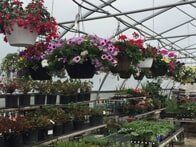 Hanging Flower Pots — Highland, IN — Allen Landscape in Highland, LLC