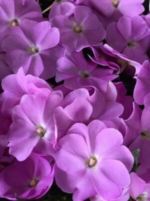 Lavender Flower — Highland, IN — Allen Landscape in Highland, LLC
