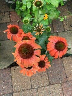 Orange Flowers — Highland, IN — Allen Landscape in Highland, LLC