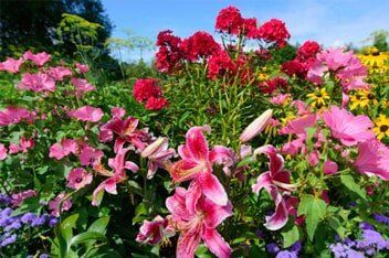 Perennials — Highland, IN — Allen Landscape in Highland, LLC