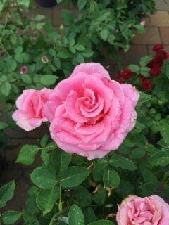 Pink Flower — Highland, IN — Allen Landscape in Highland, LLC