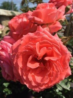 Pink Rose — Highland, IN — Allen Landscape in Highland, LLC