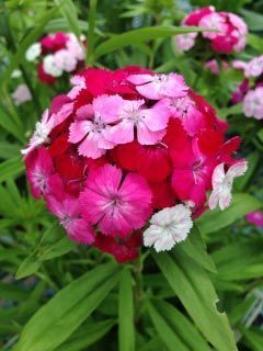 Pink and White Flowers — Highland, IN — Allen Landscape in Highland, LLC
