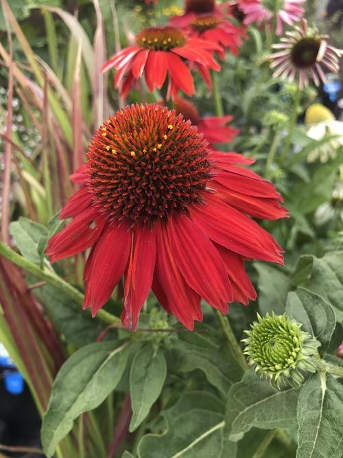 Red Flower — Highland, IN — Allen Landscape in Highland, LLC