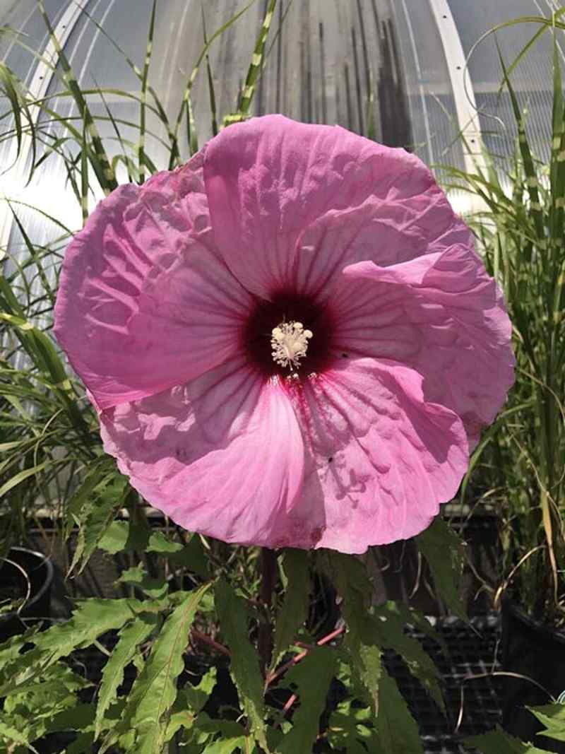 Round Purple Flower — Highland, IN — Allen Landscape in Highland, LLC