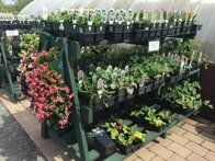 Small Plants — Highland, IN — Allen Landscape in Highland, LLC