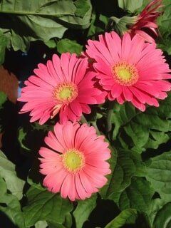 Three Pink Flowers — Highland, IN — Allen Landscape in Highland, LLC