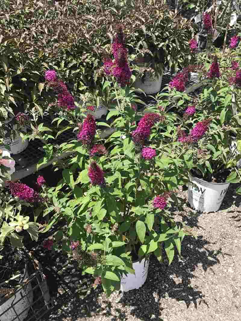 Violet Flowers in Pot — Highland, IN — Allen Landscape in Highland, LLC
