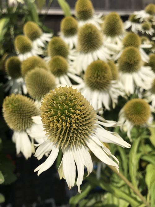 White Flower — Highland, IN — Allen Landscape in Highland, LLC
