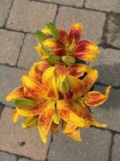 Yellow Flower — Highland, IN — Allen Landscape in Highland, LLC