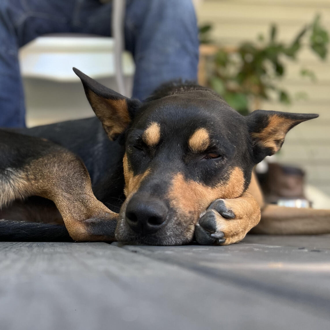 Boone, Director of Pawsitive Vibes