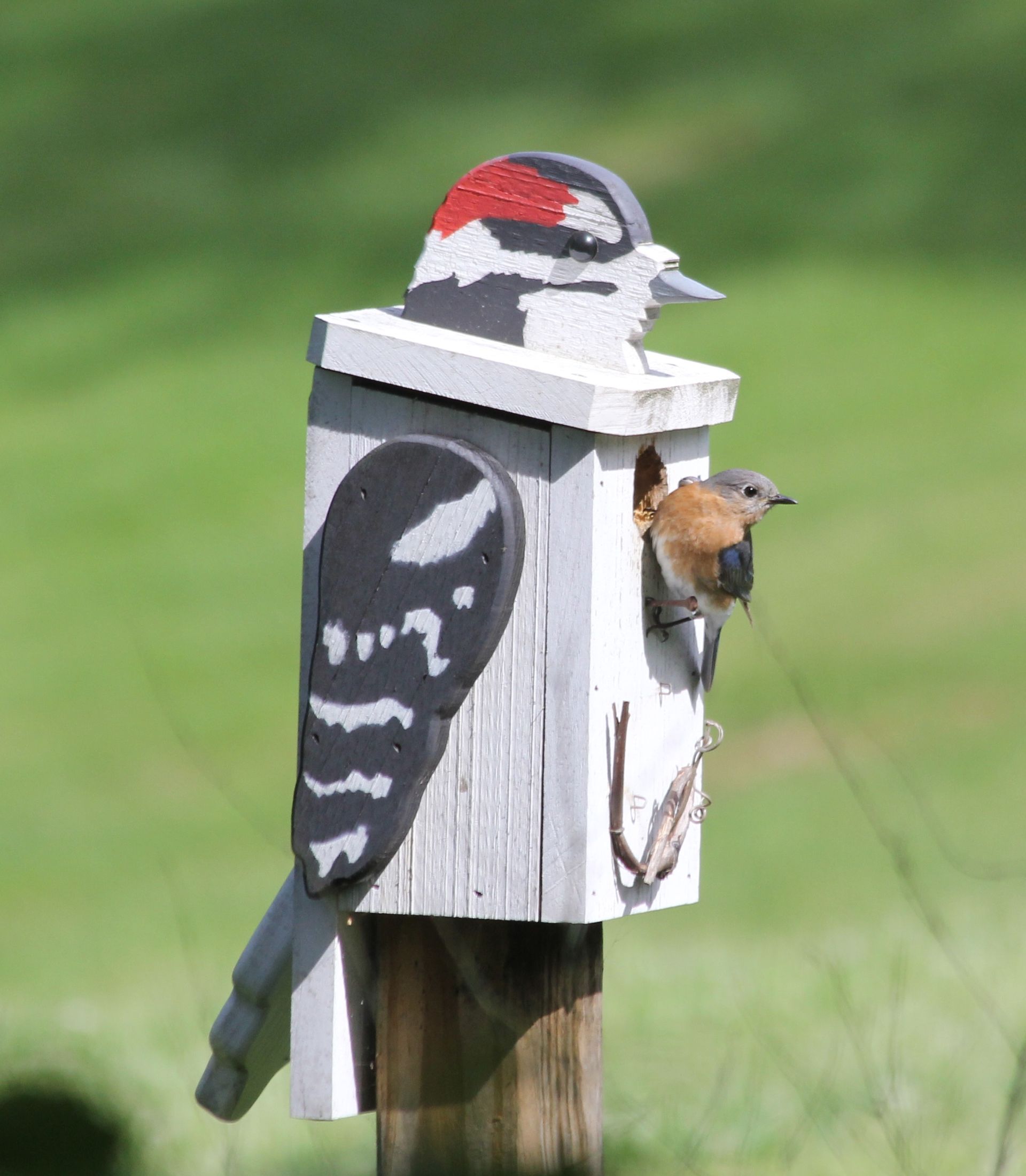bird and bird house