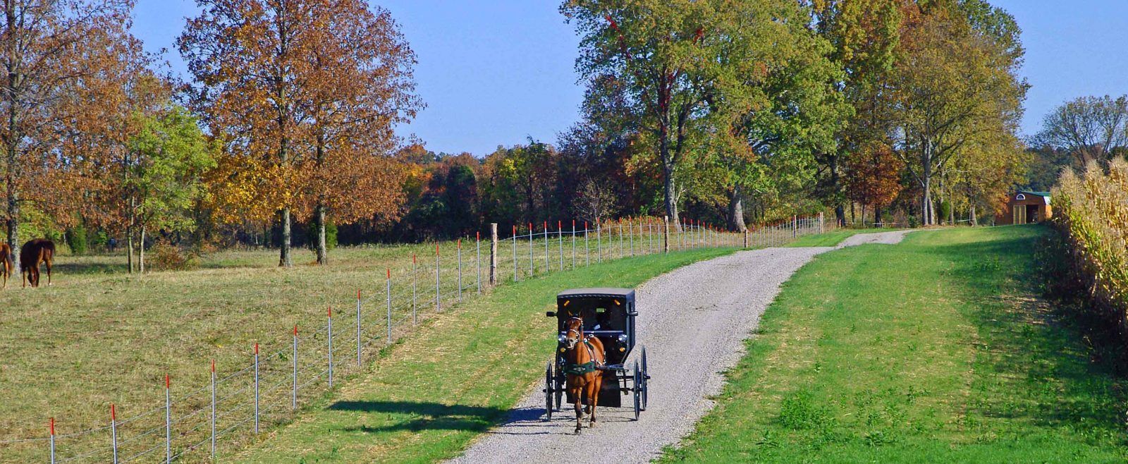amish horse and buggy