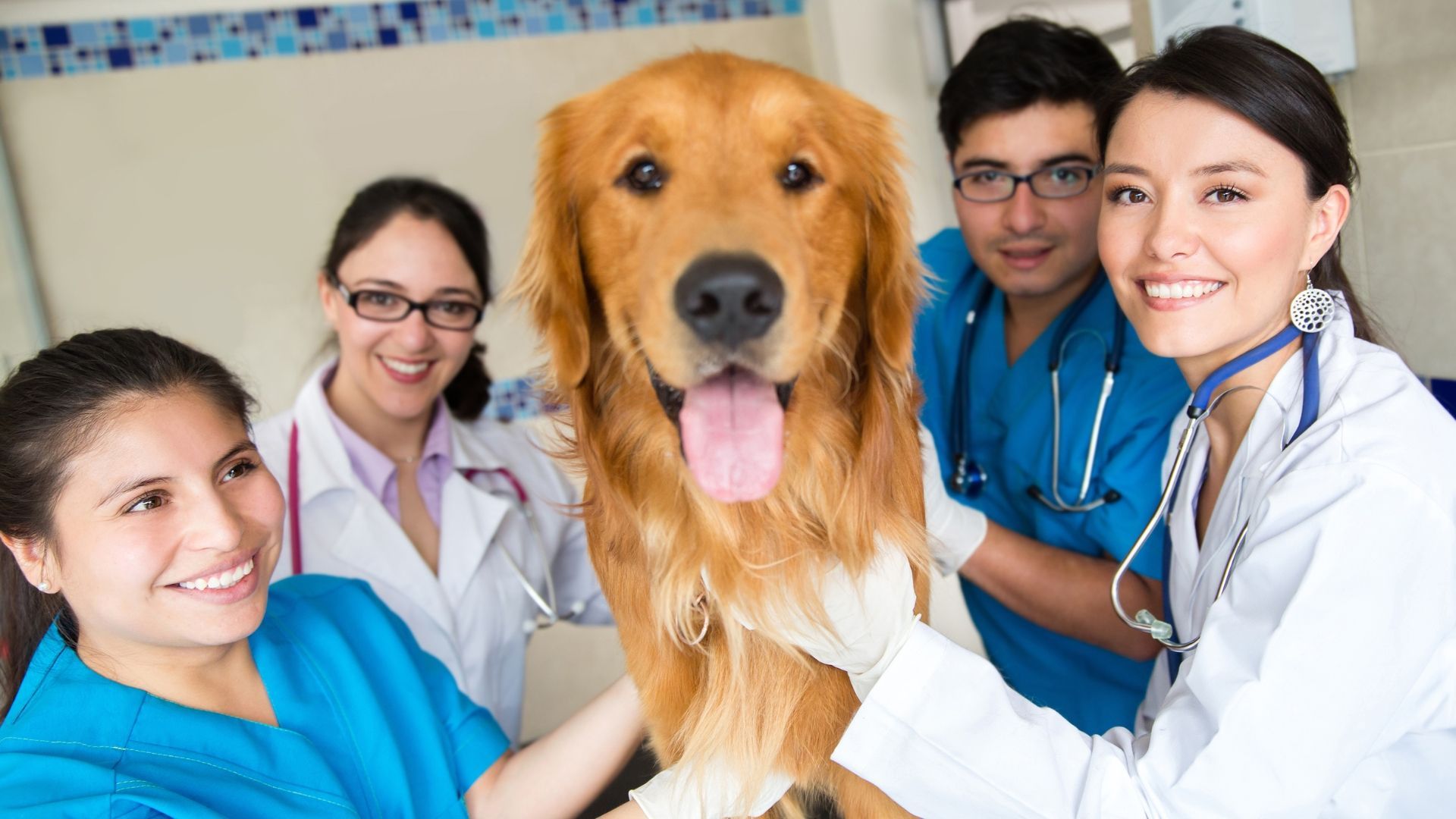 A group of veterinarians are examining a dog in a veterinary clinic.