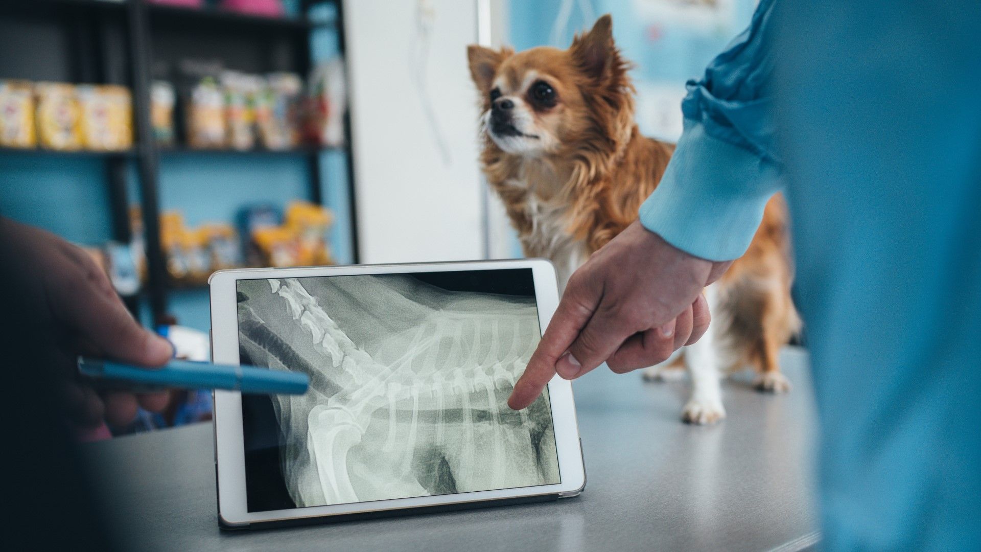 veterinarian helping dog