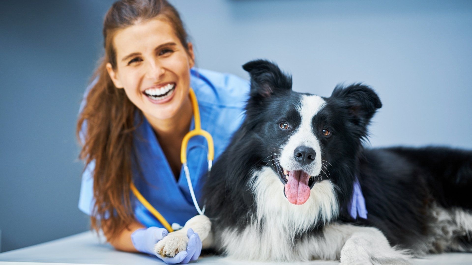 A veterinarian is examining a black and white dog on a table.